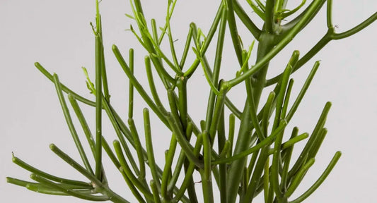 How to Care for a Cactus