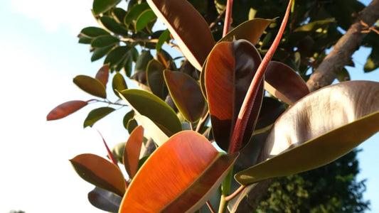How to Care for a Rubber Tree or Ficus Elastica