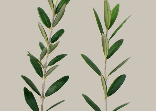 How to Care for an Olive Tree