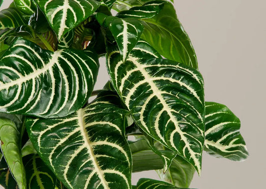 How to Care for a Zebra Plant
