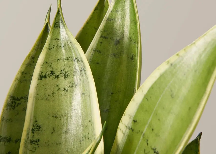 How To Care for a Snake Plant | The Sill