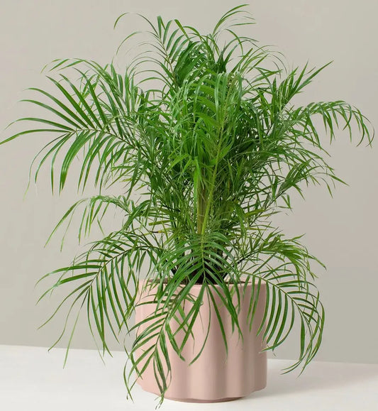 How to Care for a Pygmy Date Palm