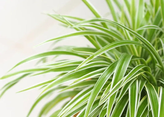 How To Care for a Spider Plant