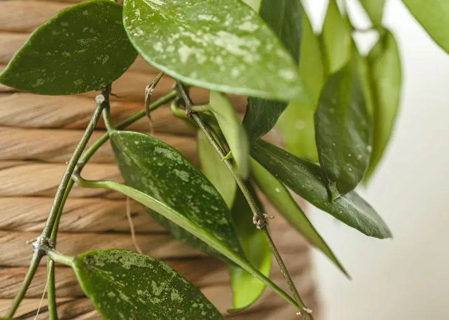 Hoya Plant Care | Light, Water & Propagation | The Sill