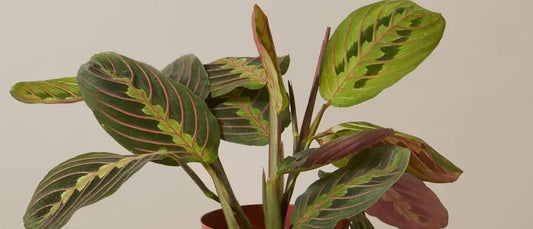 Prayer Plant Care (Maranta): A Complete Guide