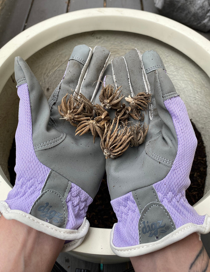 How To Plant a Bulb Lasagna