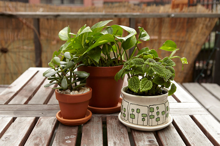 The Sill | How To Move Your Plants Outside for Summer Plant Care