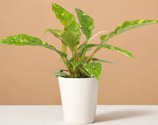 How to Care for a Philodendron Ring of Fire