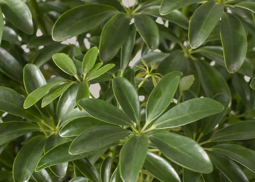 How to Care for a Schefflera