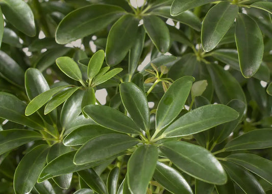 How to Care for a Schefflera