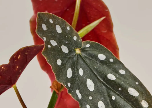 How to Care for Begonias