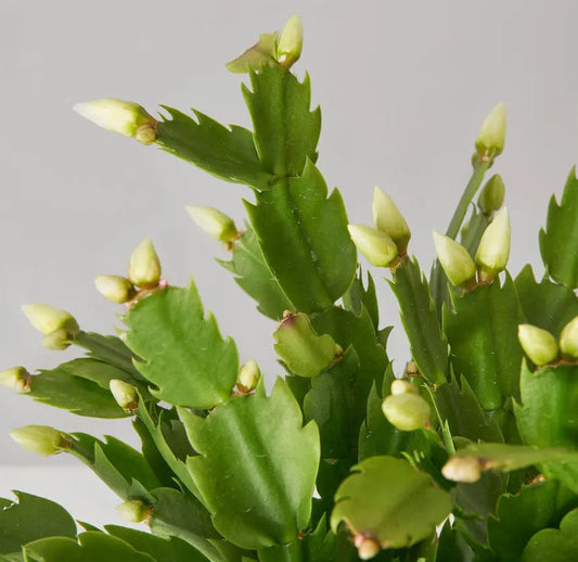 Christmas Cactus Care Guide: How to Care for a Christmas Cactus