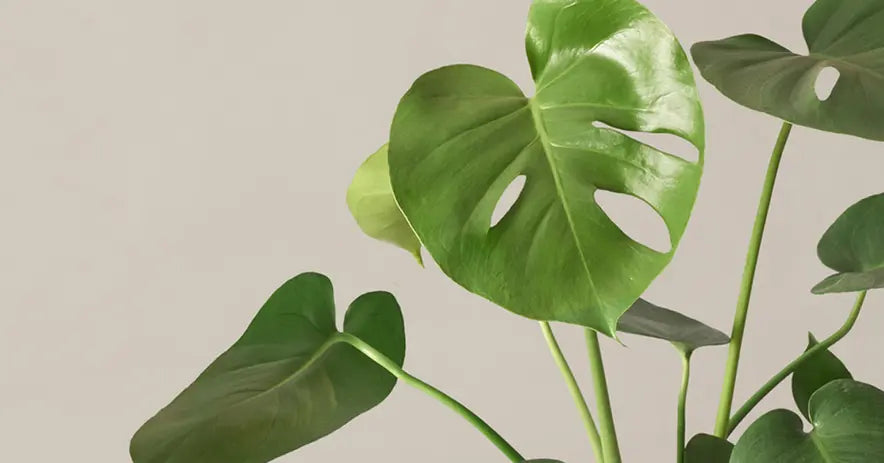 The Sill | How To Care for a Monstera Deliciosa