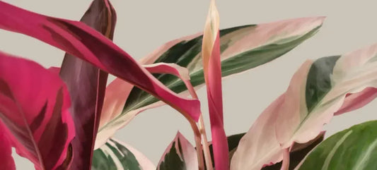 How to Care for a Stromanthe Triostar