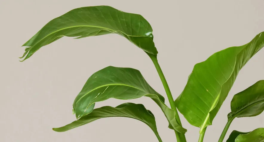 Bird of Paradise Care Guide | Indoor Growing Tips | The Sill