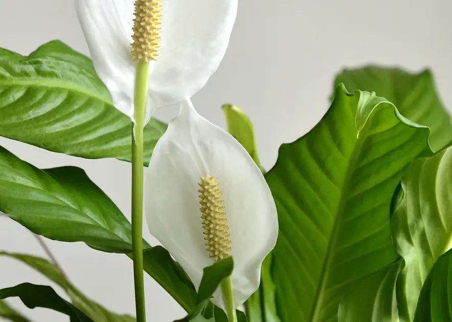 How to Care for a Peace Lily