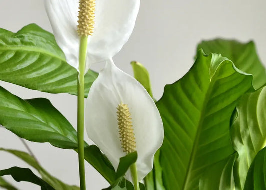 How to Care for a Peace Lily