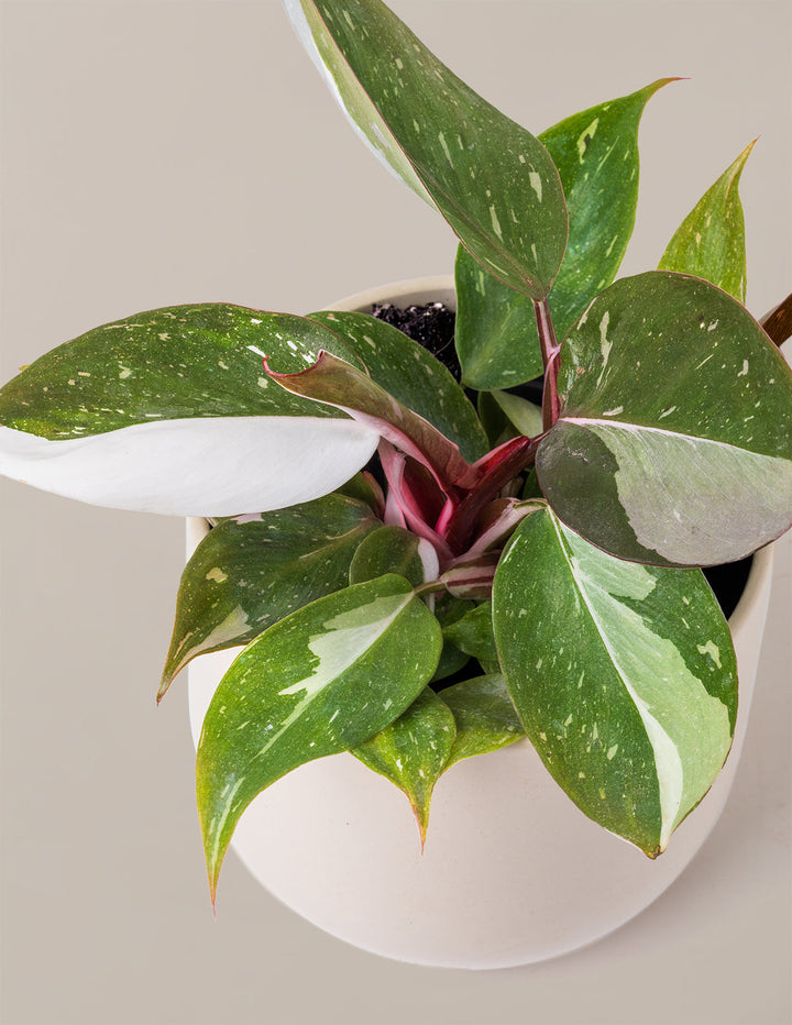 How to Care for a Philodendron Red Anderson