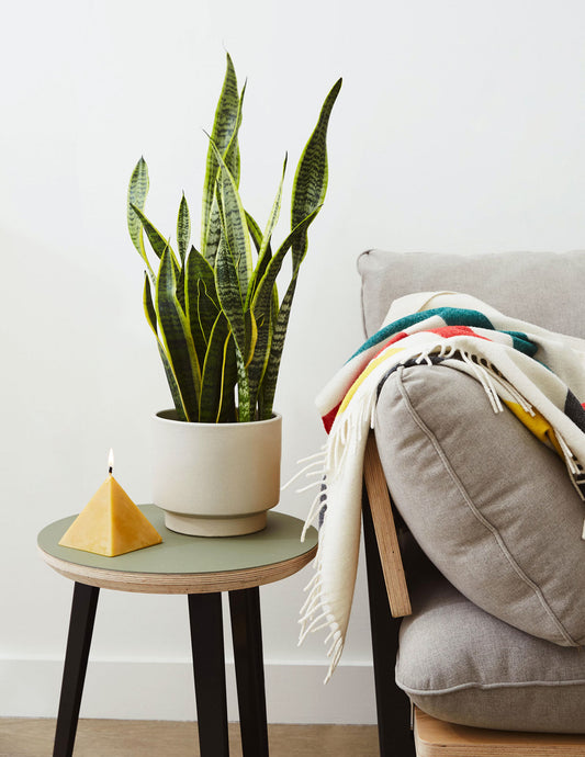 The Essential Low Maintenance Plant for Busy Schedules