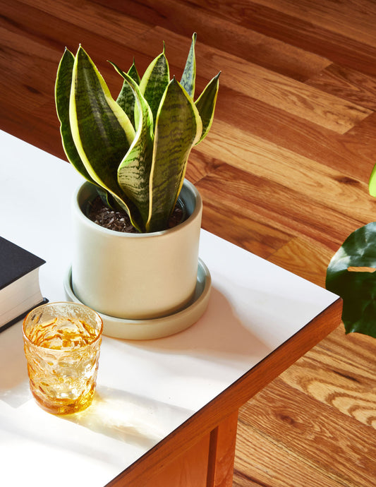 The Best Office Plant