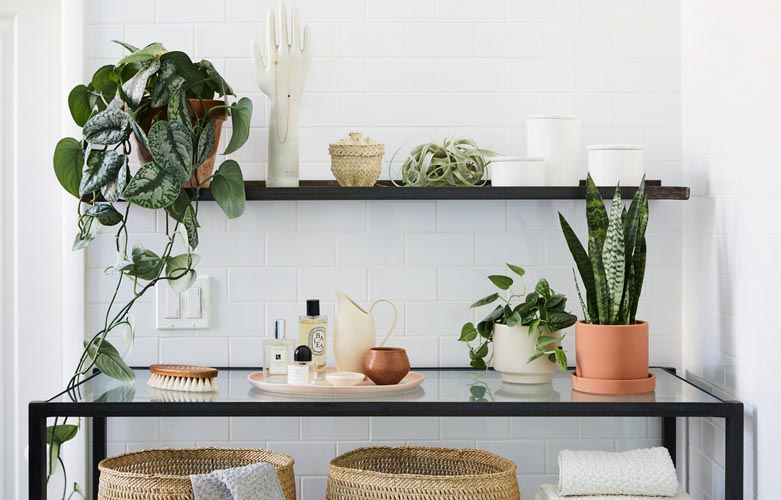 Bathroom Plants