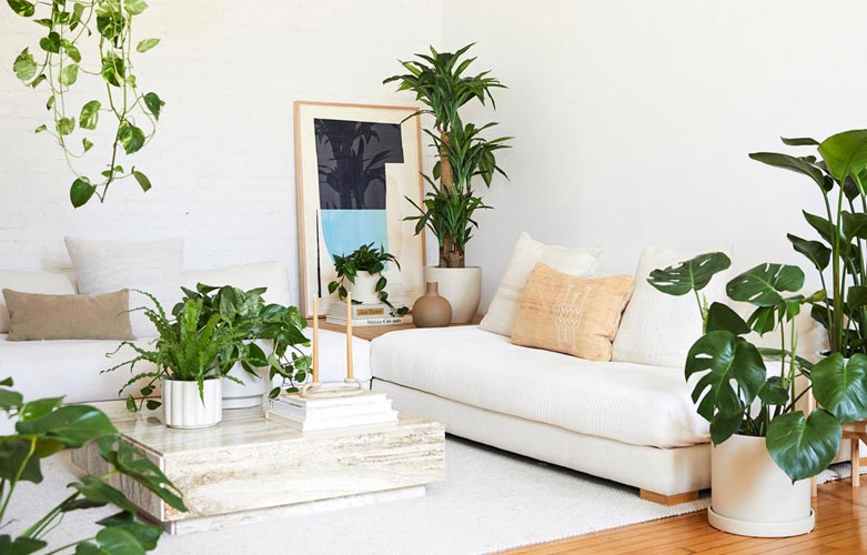 Best Plants for Your Living Room | The Sill