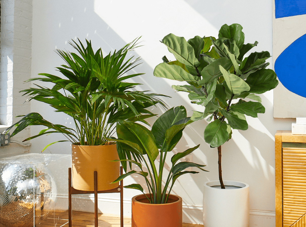 monstera mint variegata kaufen Monstera Mint main image 1