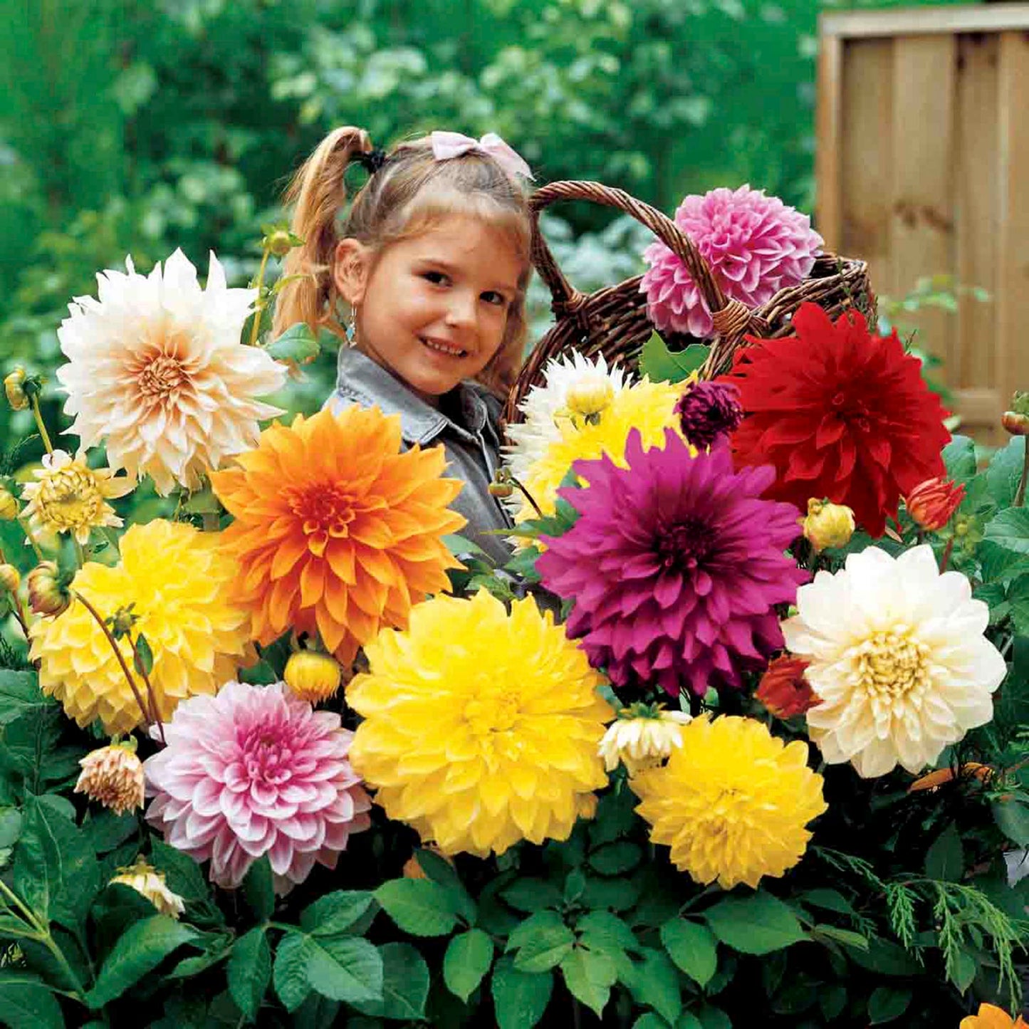 Dinnerplate Dahlia Mix