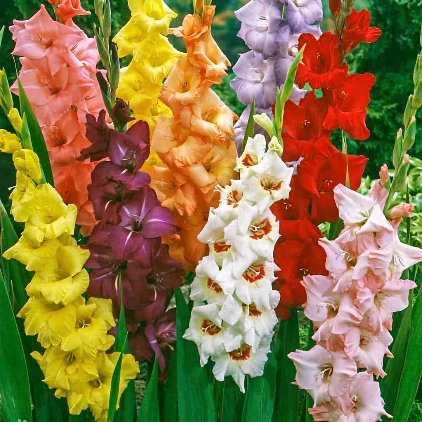 Hybrid Gladiolus Bulb Mix