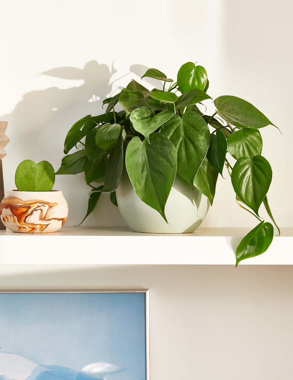 philodendron indoor vine Heartleaf Philodendron Houseplant with Planter - Medium (5"-8" tall) Lavender Planter
