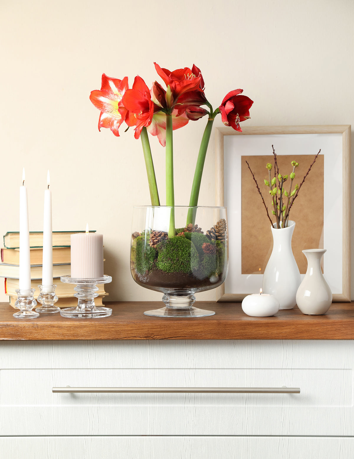 Waxed Amaryllis Bulb