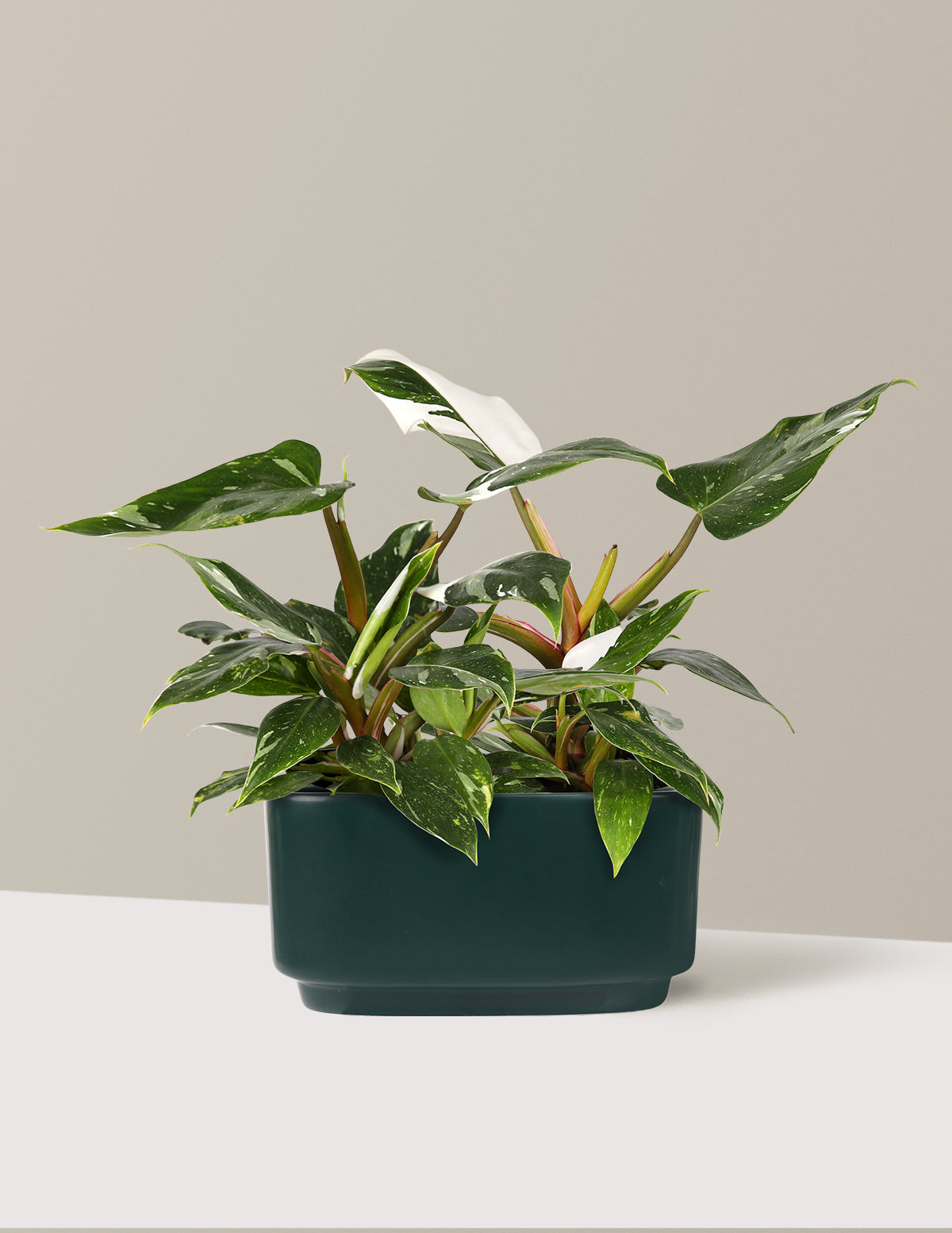 Double Philodendron White Princess