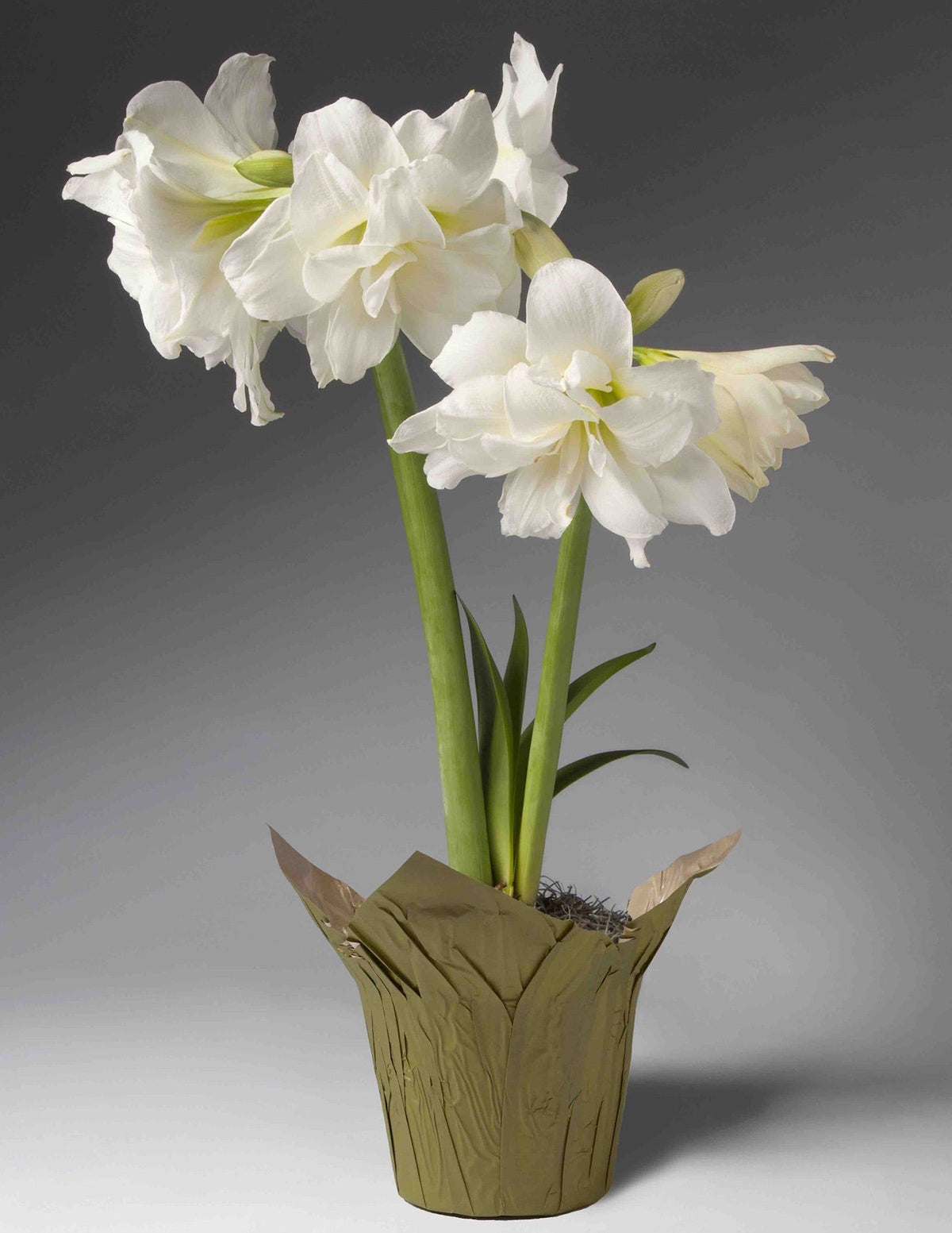 Festive Amaryllis