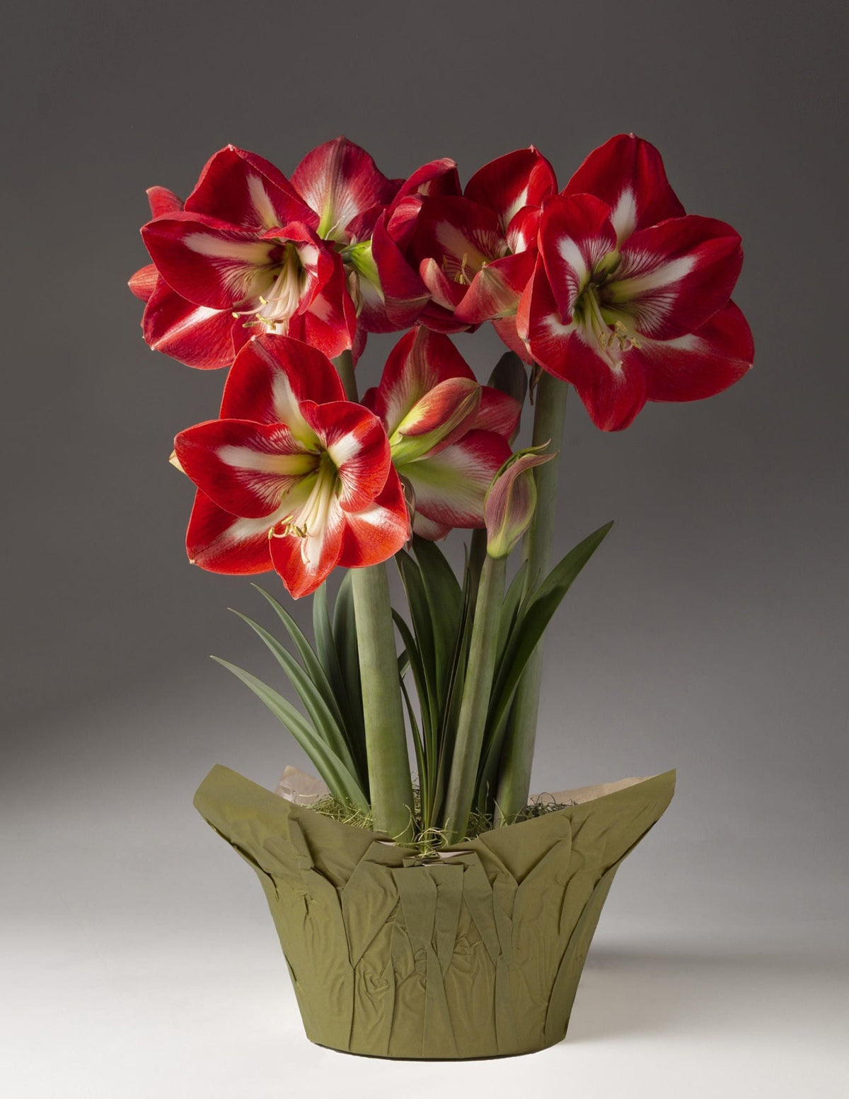 Festive Amaryllis