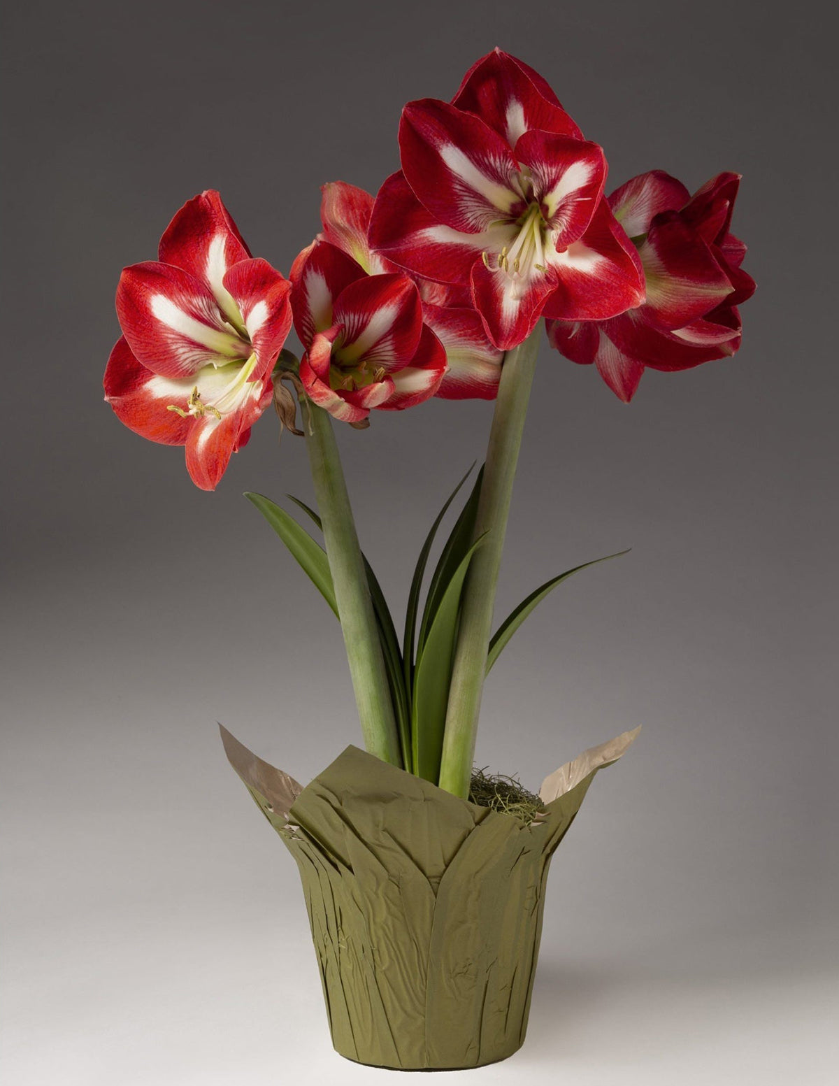 Festive Amaryllis