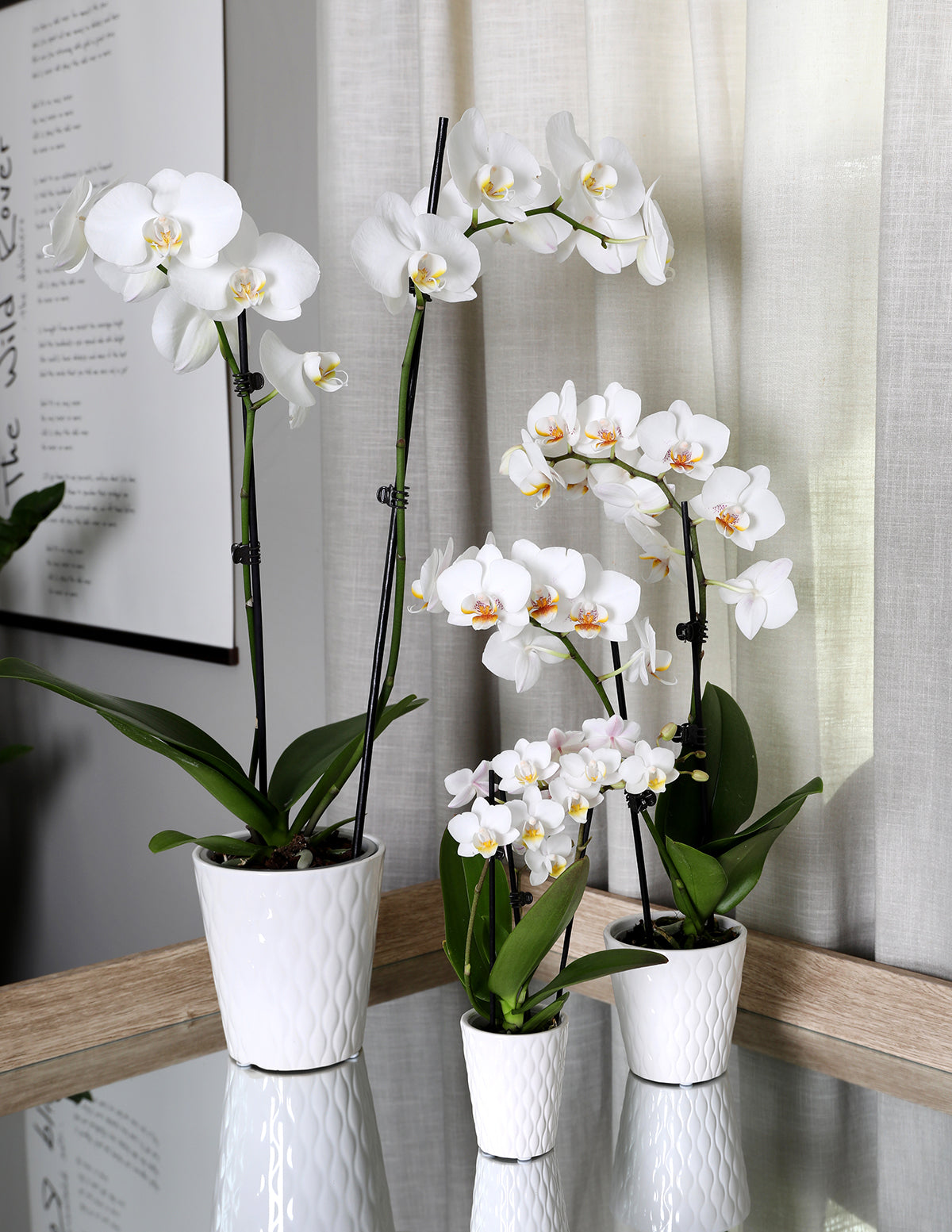 Classic Orchid Party Pack