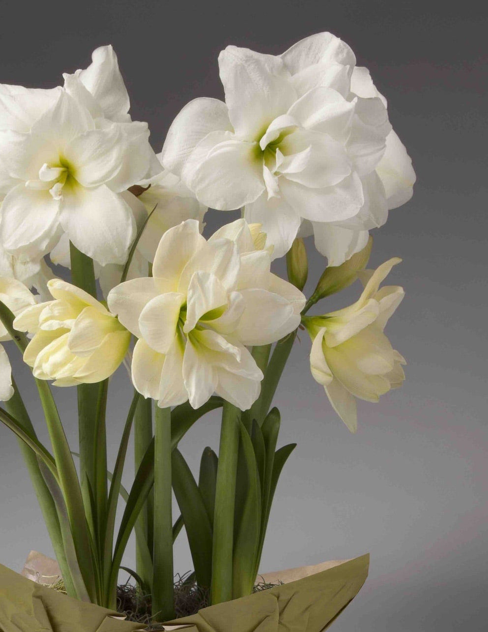 Festive Amaryllis