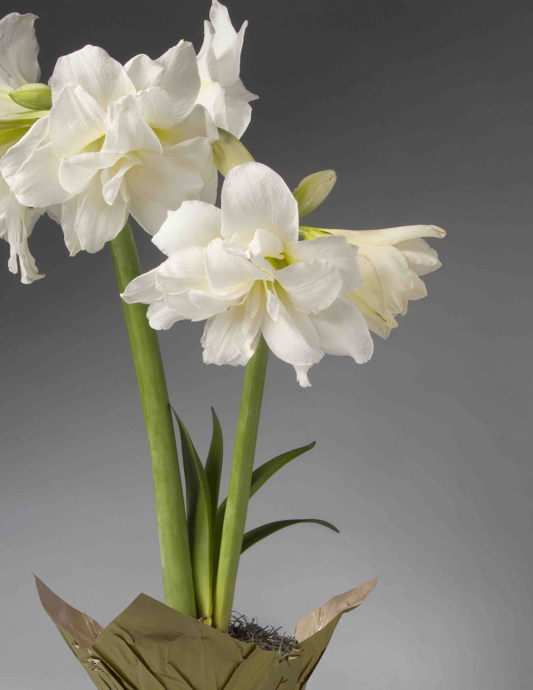 Festive Amaryllis