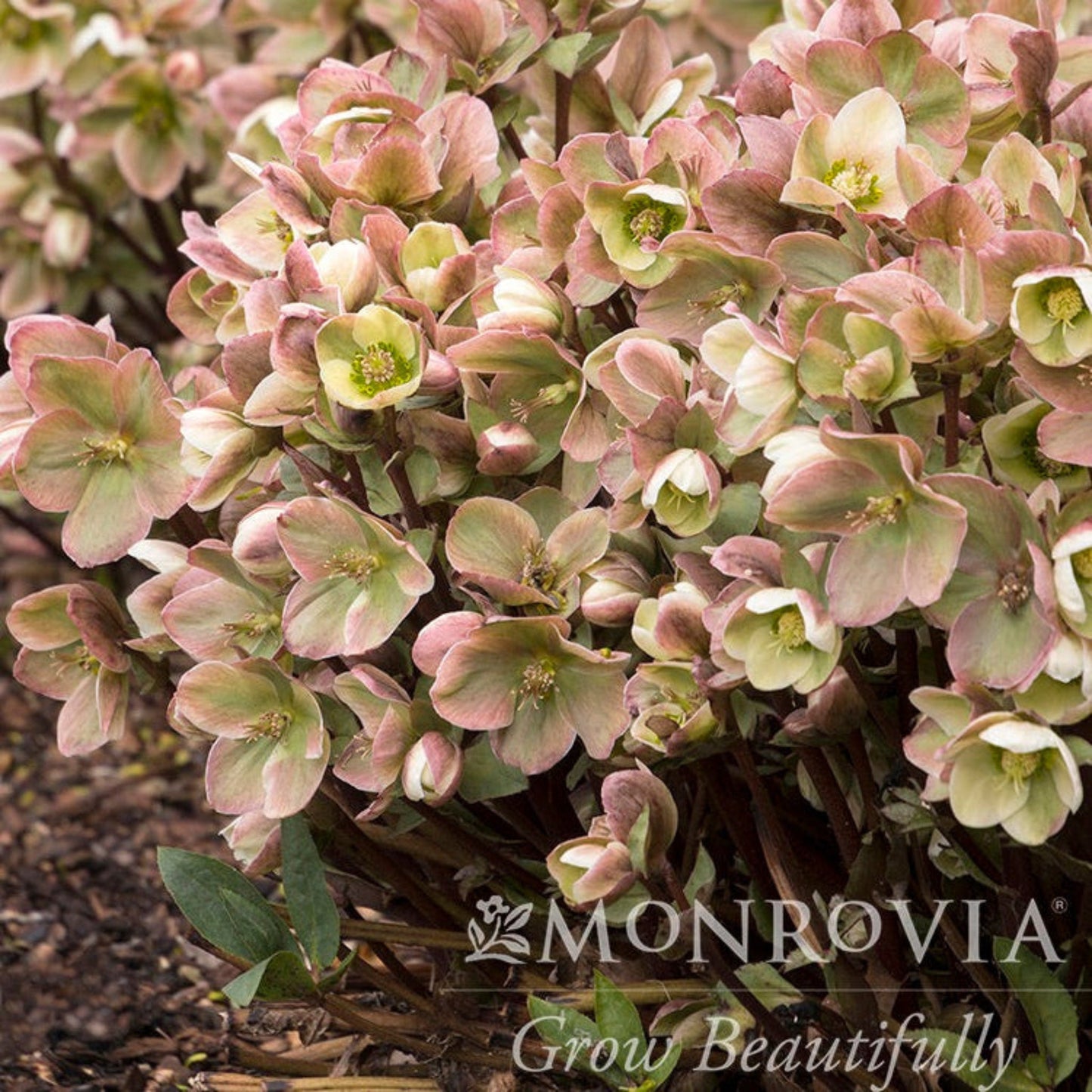 Ivory Prince Hellebore