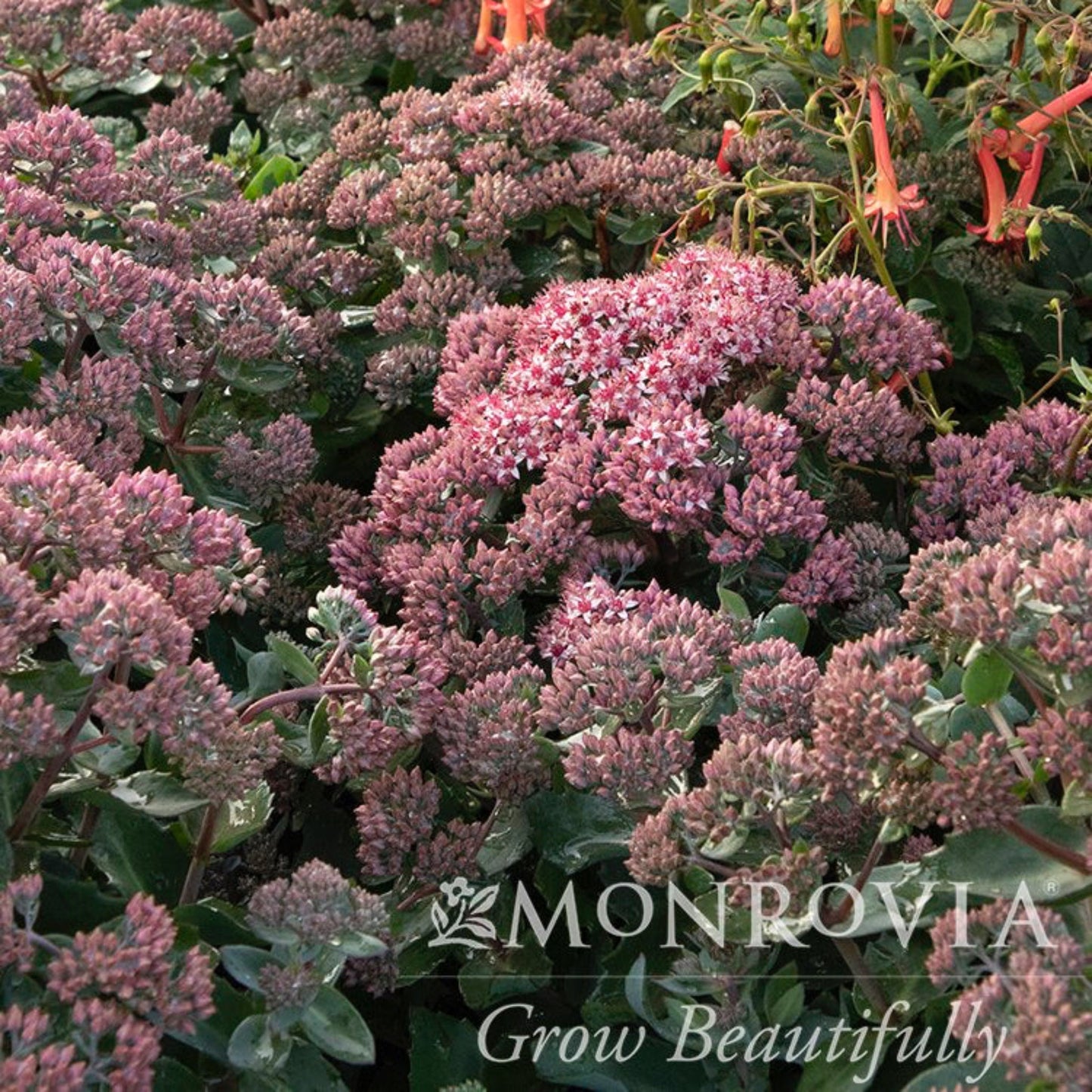 Evolution™ Emerald Ice Sedum