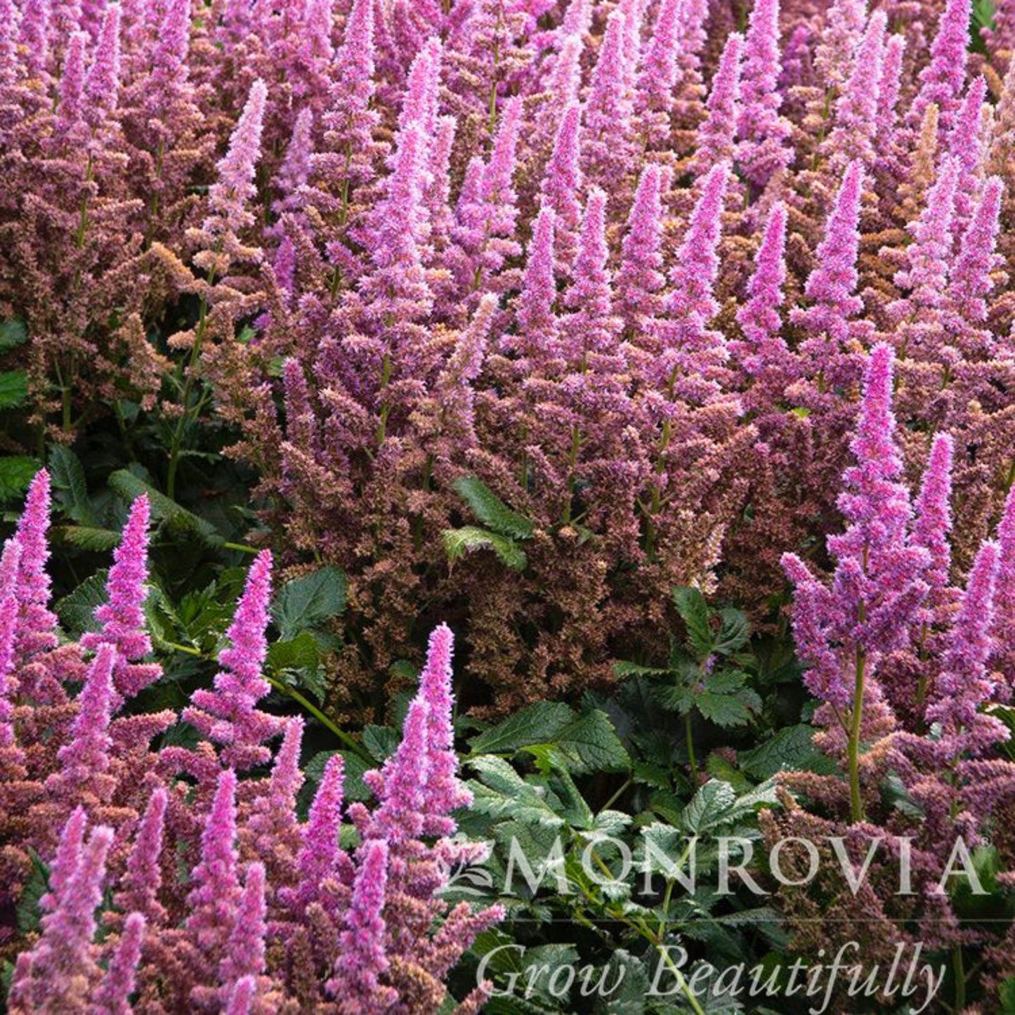 Vision in Pink Astilbe