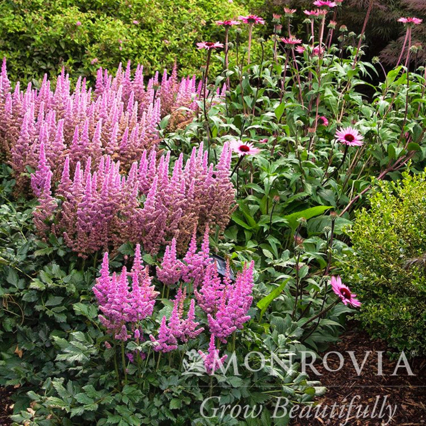 Vision in Pink Astilbe