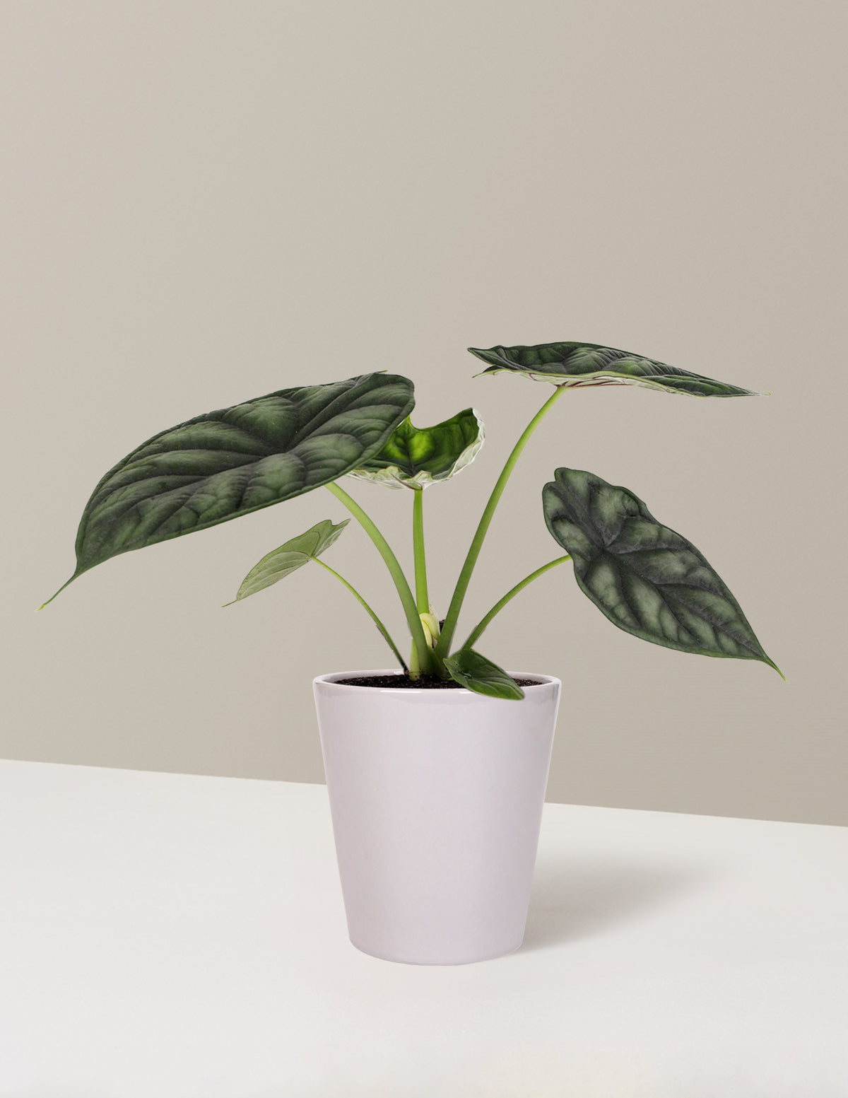 Alocasia 'Dragon Scale'