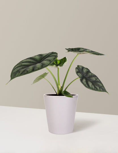 Alocasia 'Dragon Scale'