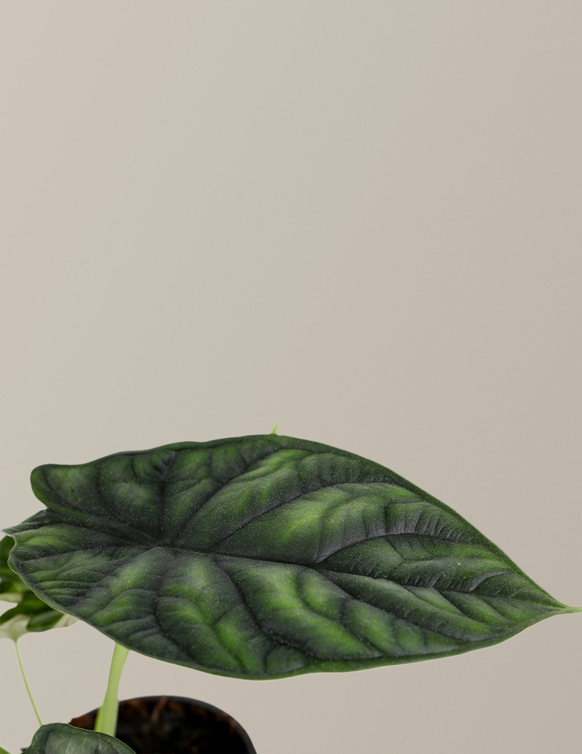 Alocasia 'Dragon Scale'
