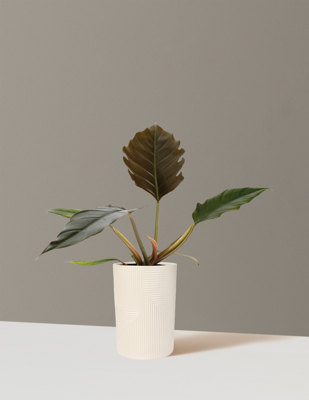 Philodendron Pluto