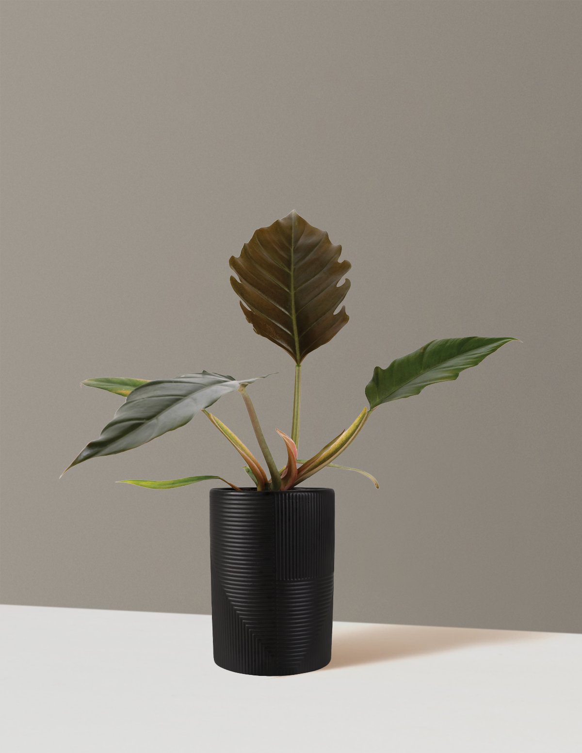Philodendron Pluto