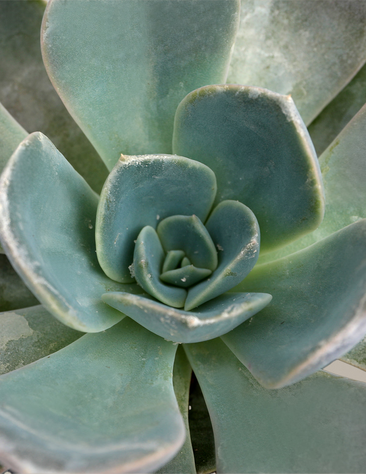 succulent soles Echeveria Garotto Houseplant - Small (1"-2" tall) Grow Pot
