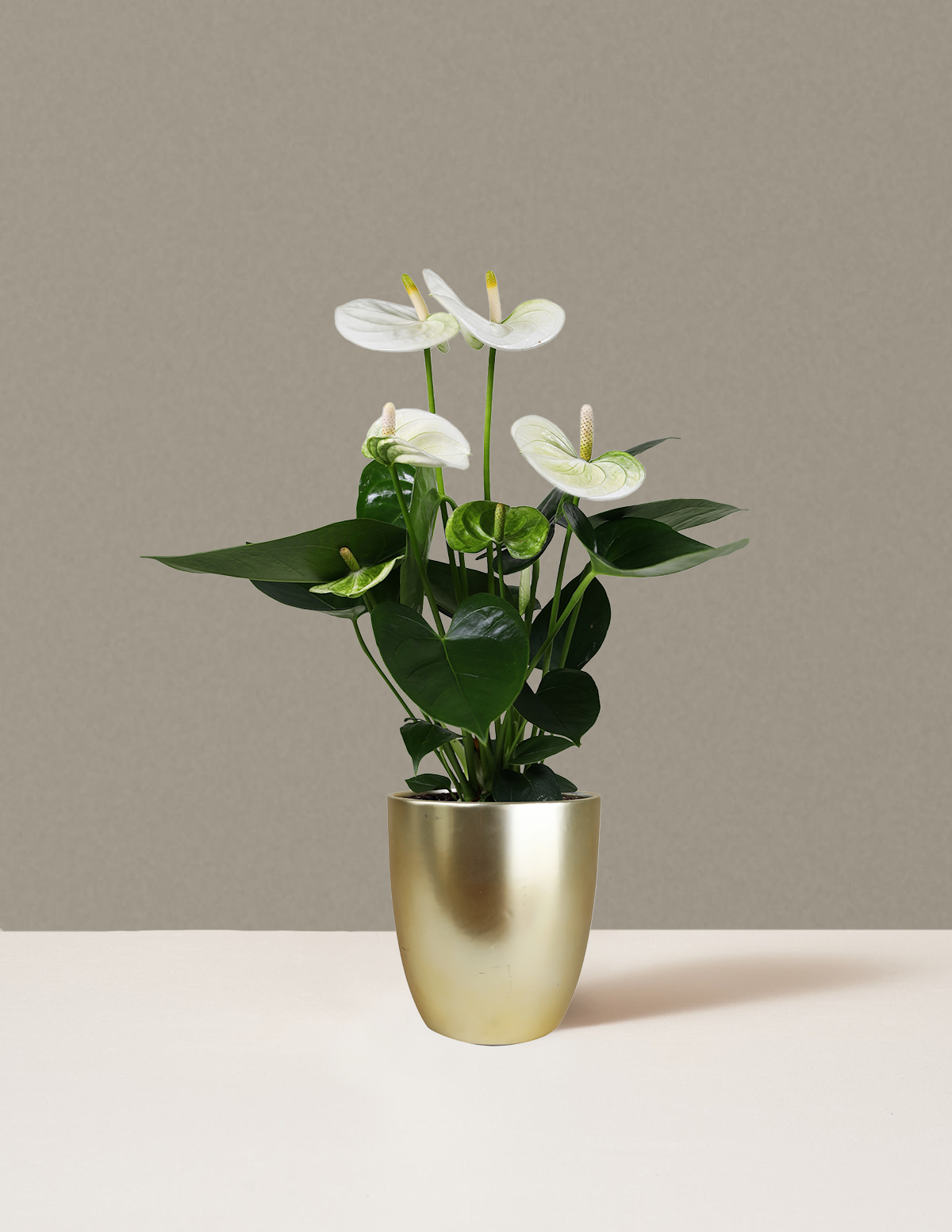 anthurium robino white White Anthurium