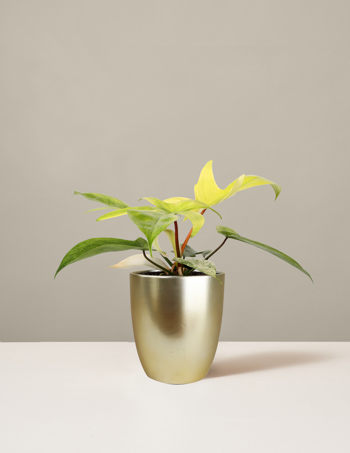 Philodendron Florida Ghost